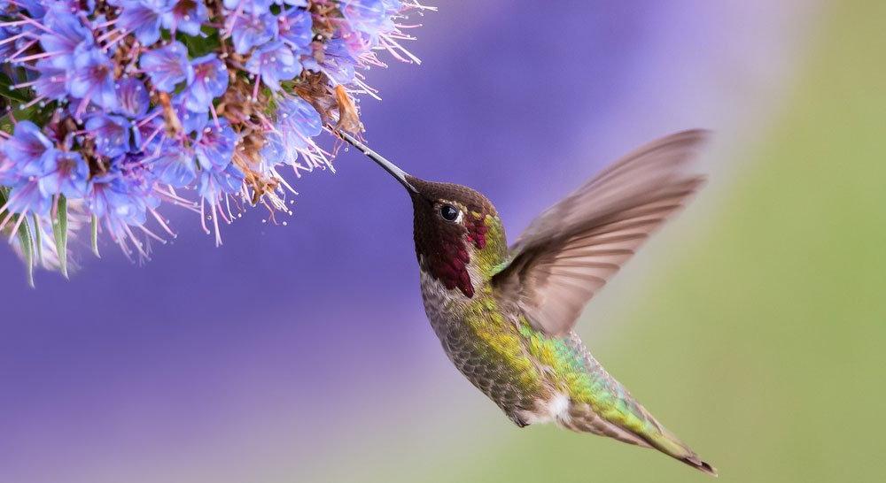 Attracting Hummingbirds to Your Garden - Ritchie 饲料 & Seed Inc.